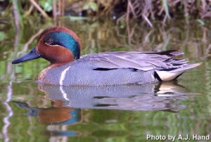 green-winged teal